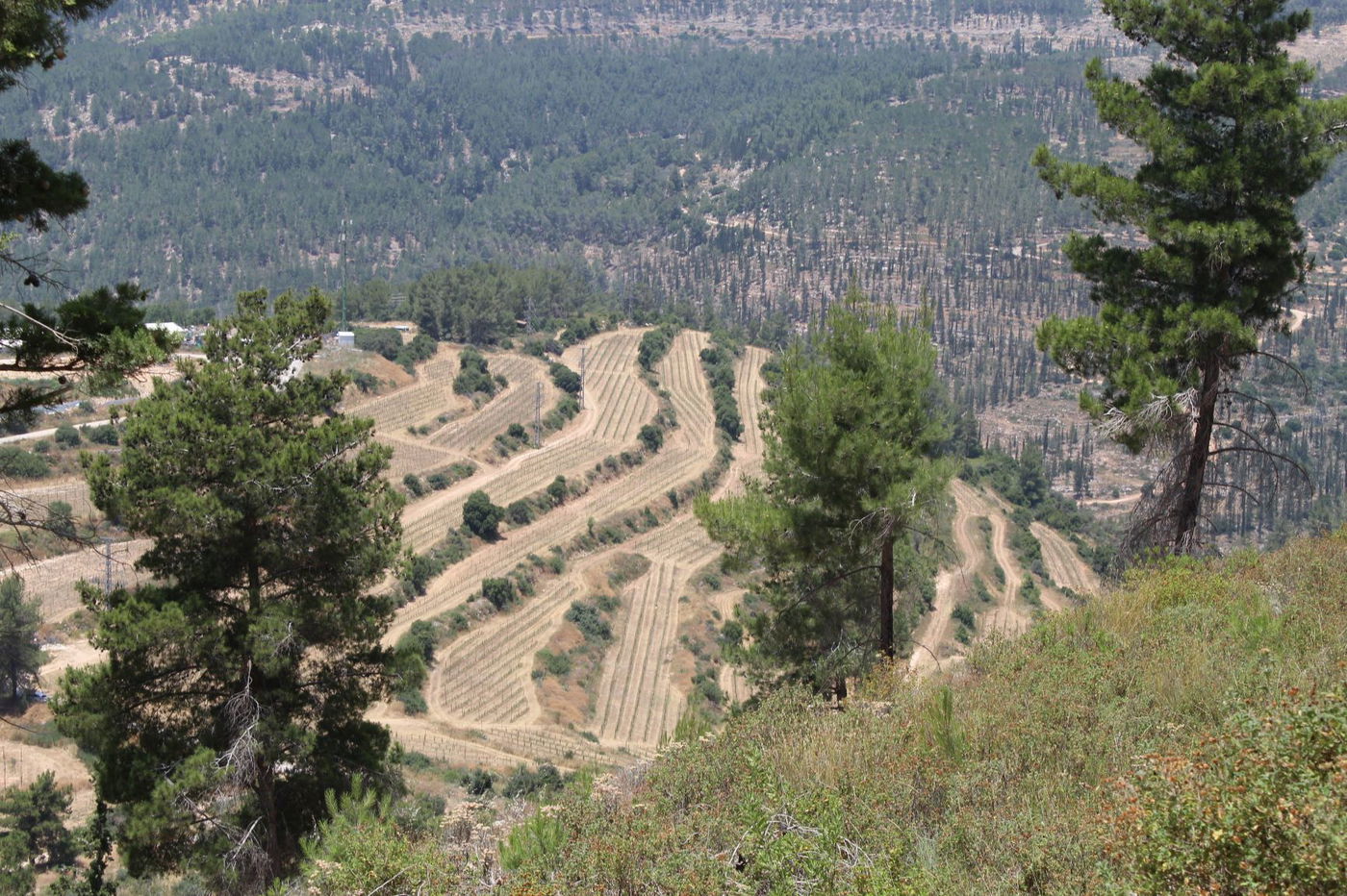"חורבת סעדים" וה'סגולה' של השייח המקומי