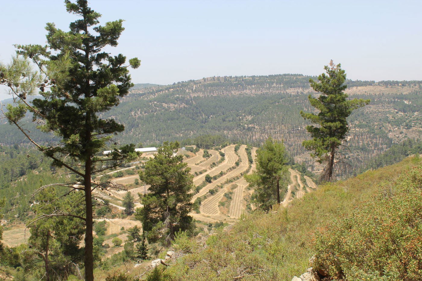 "חורבת סעדים" וה'סגולה' של השייח המקומי