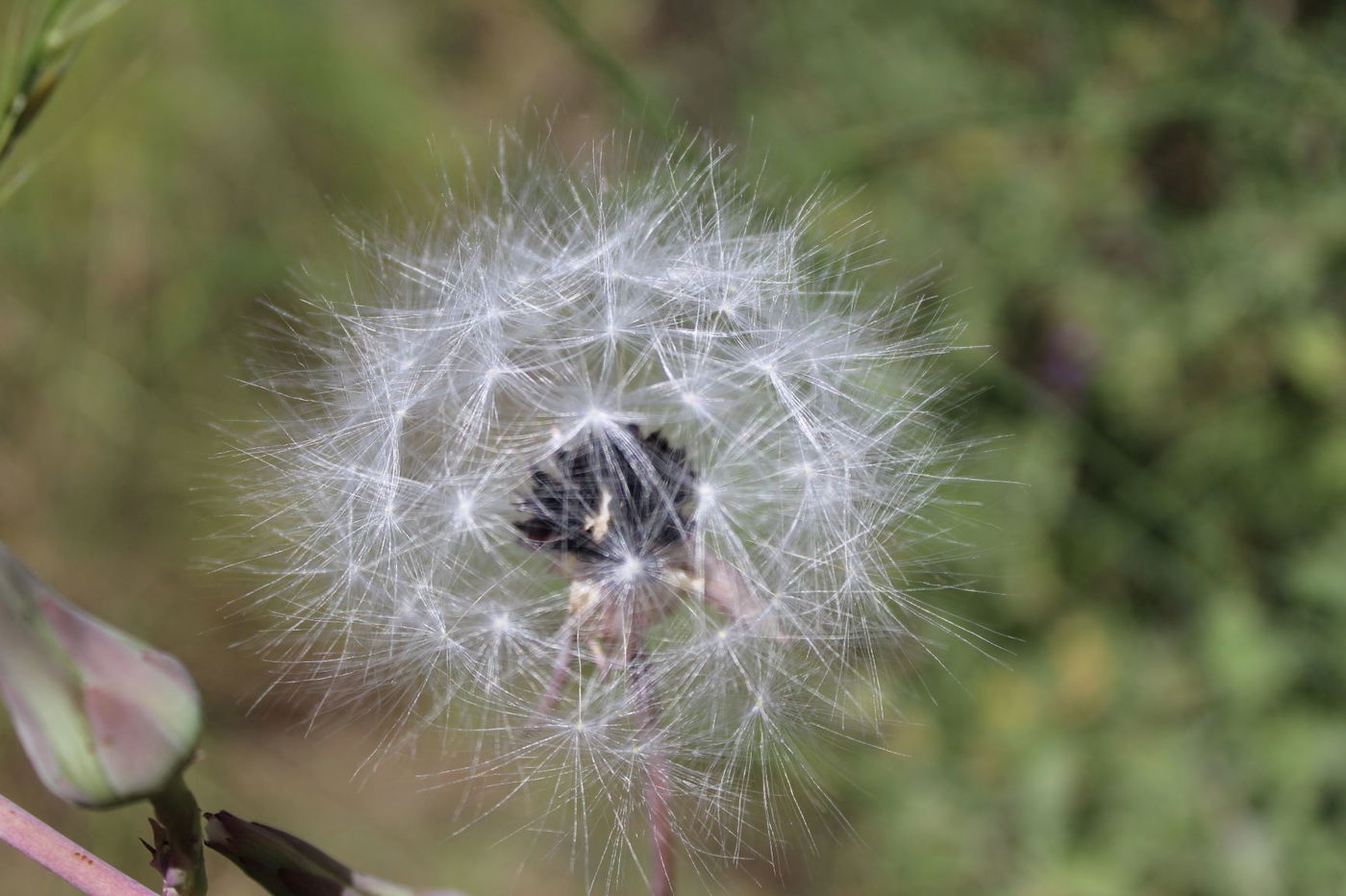 המושב על שם השליח שביטל אמונות טפלות
