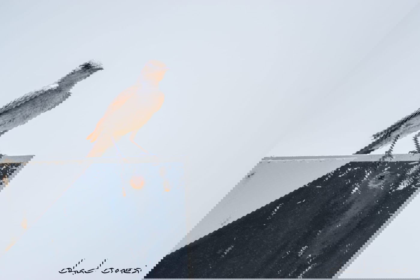 מרהיב: הציפורים והחיות במזרח רמת הגולן