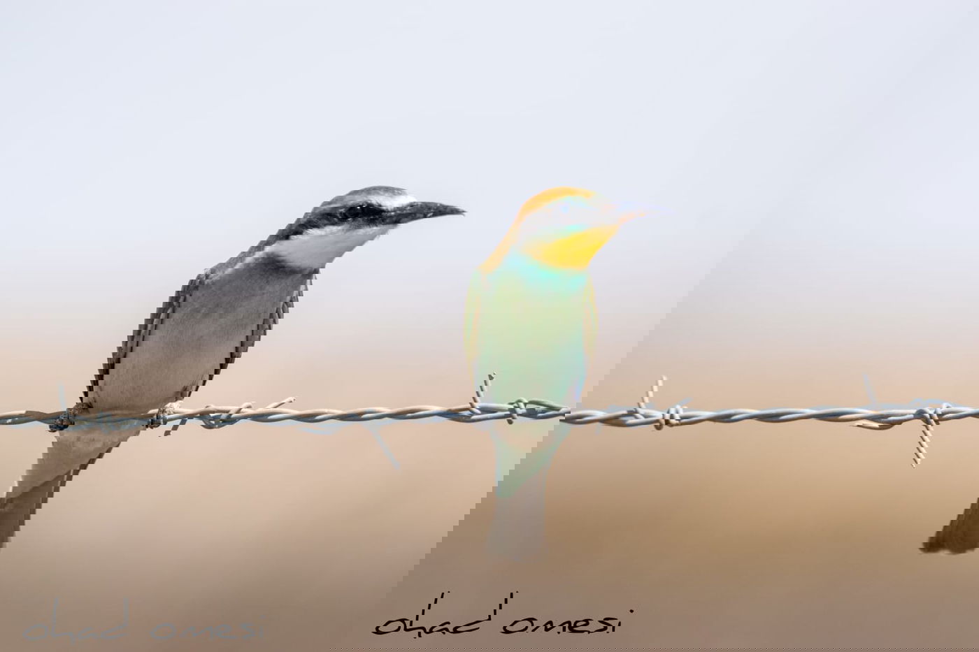 מרהיב: הציפורים והחיות במזרח רמת הגולן