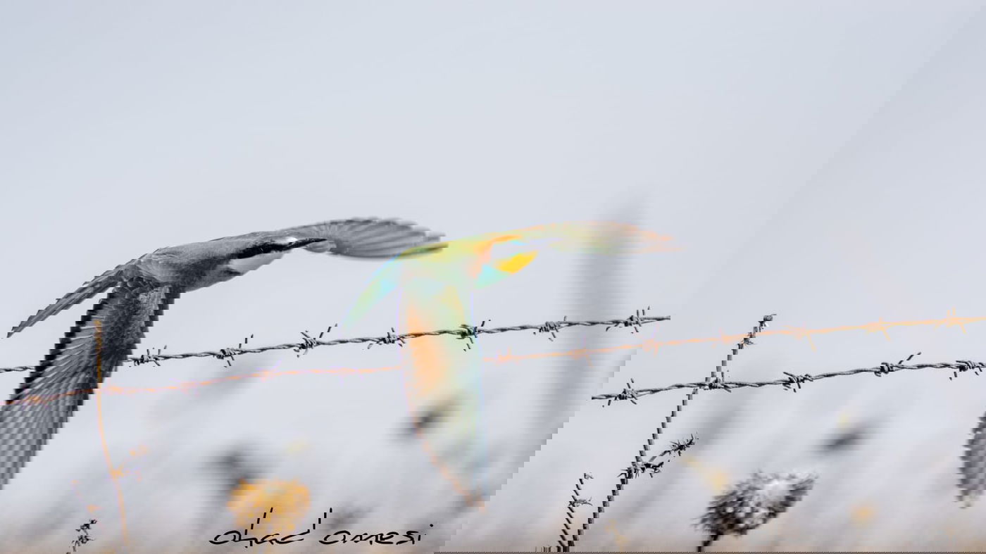 מרהיב: הציפורים והחיות במזרח רמת הגולן