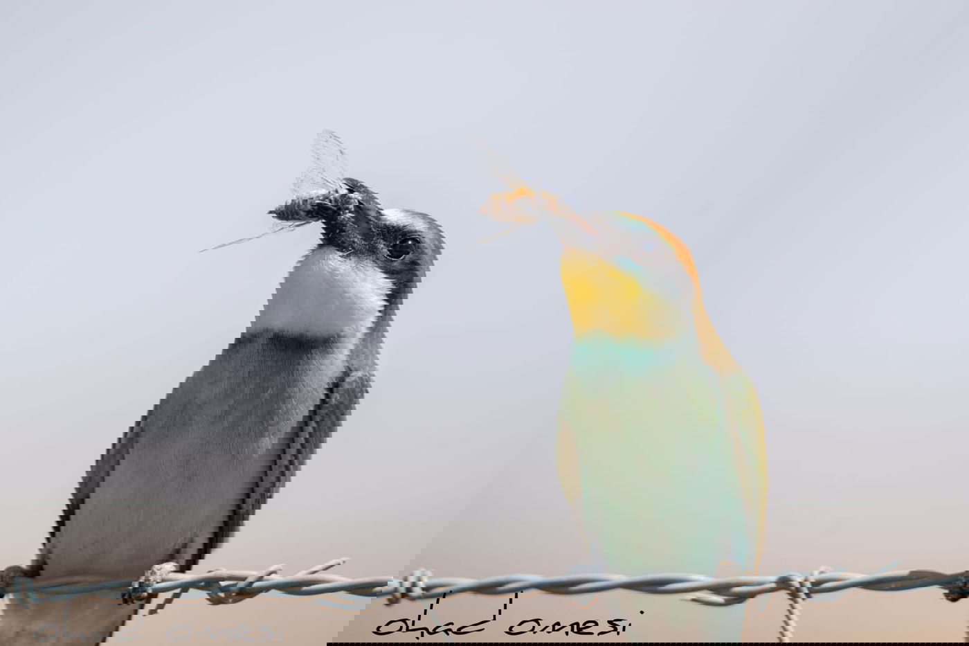 מרהיב: הציפורים והחיות במזרח רמת הגולן