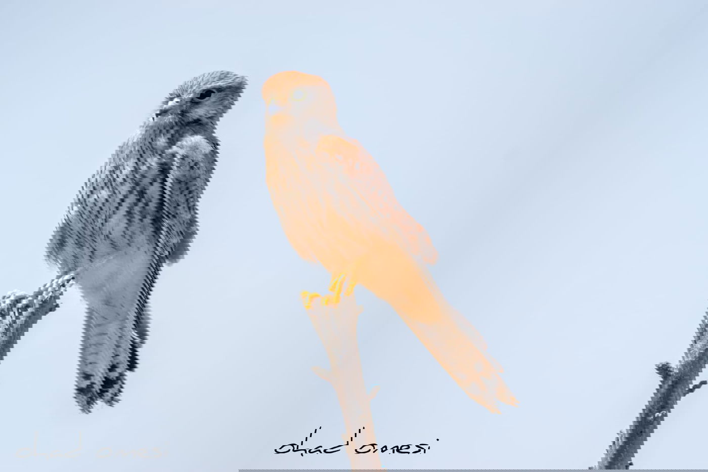 מרהיב: הציפורים והחיות במזרח רמת הגולן