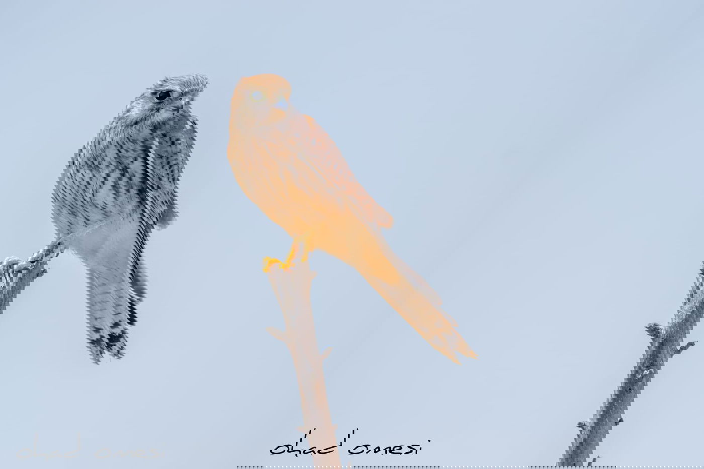 מרהיב: הציפורים והחיות במזרח רמת הגולן