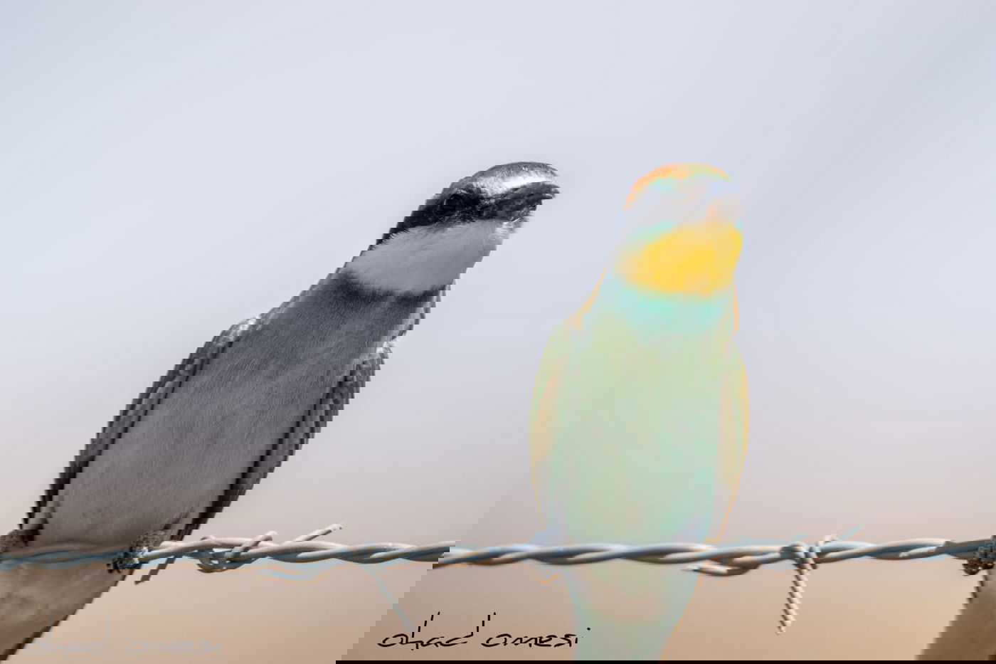 מרהיב: הציפורים והחיות במזרח רמת הגולן