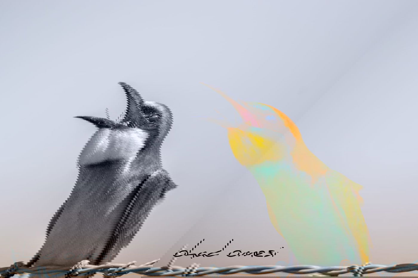 מרהיב: הציפורים והחיות במזרח רמת הגולן