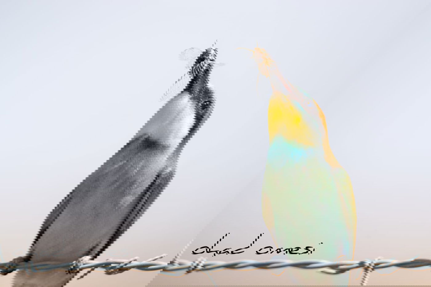 מרהיב: הציפורים והחיות במזרח רמת הגולן