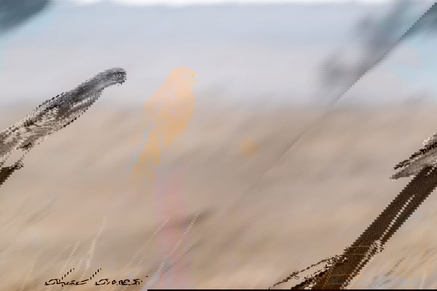 מרהיב: הציפורים והחיות במזרח רמת הגולן