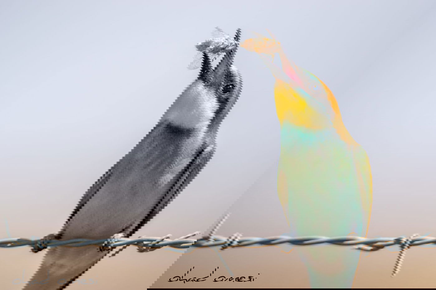 מרהיב: הציפורים והחיות במזרח רמת הגולן