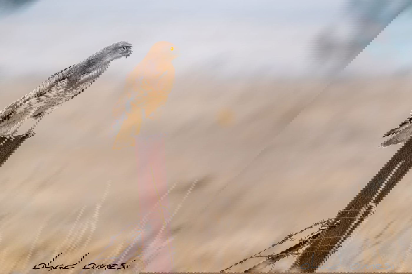 מרהיב: הציפורים והחיות במזרח רמת הגולן