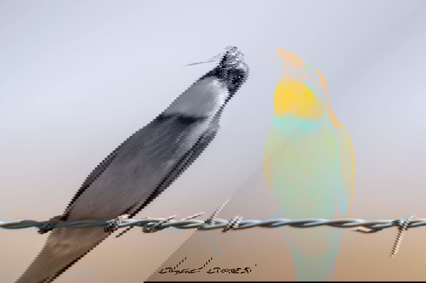 מרהיב: הציפורים והחיות במזרח רמת הגולן