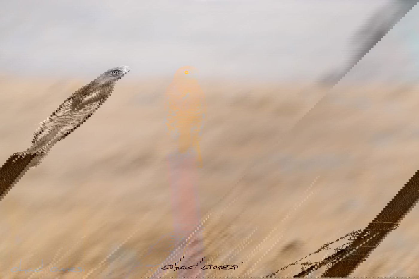 מרהיב: הציפורים והחיות במזרח רמת הגולן