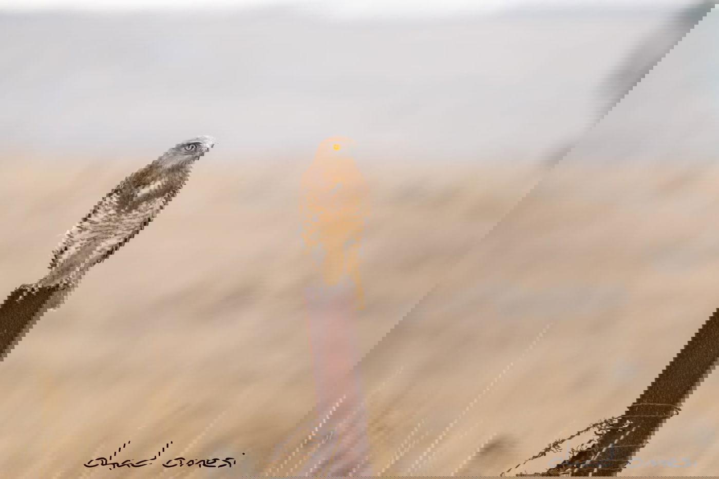 מרהיב: הציפורים והחיות במזרח רמת הגולן