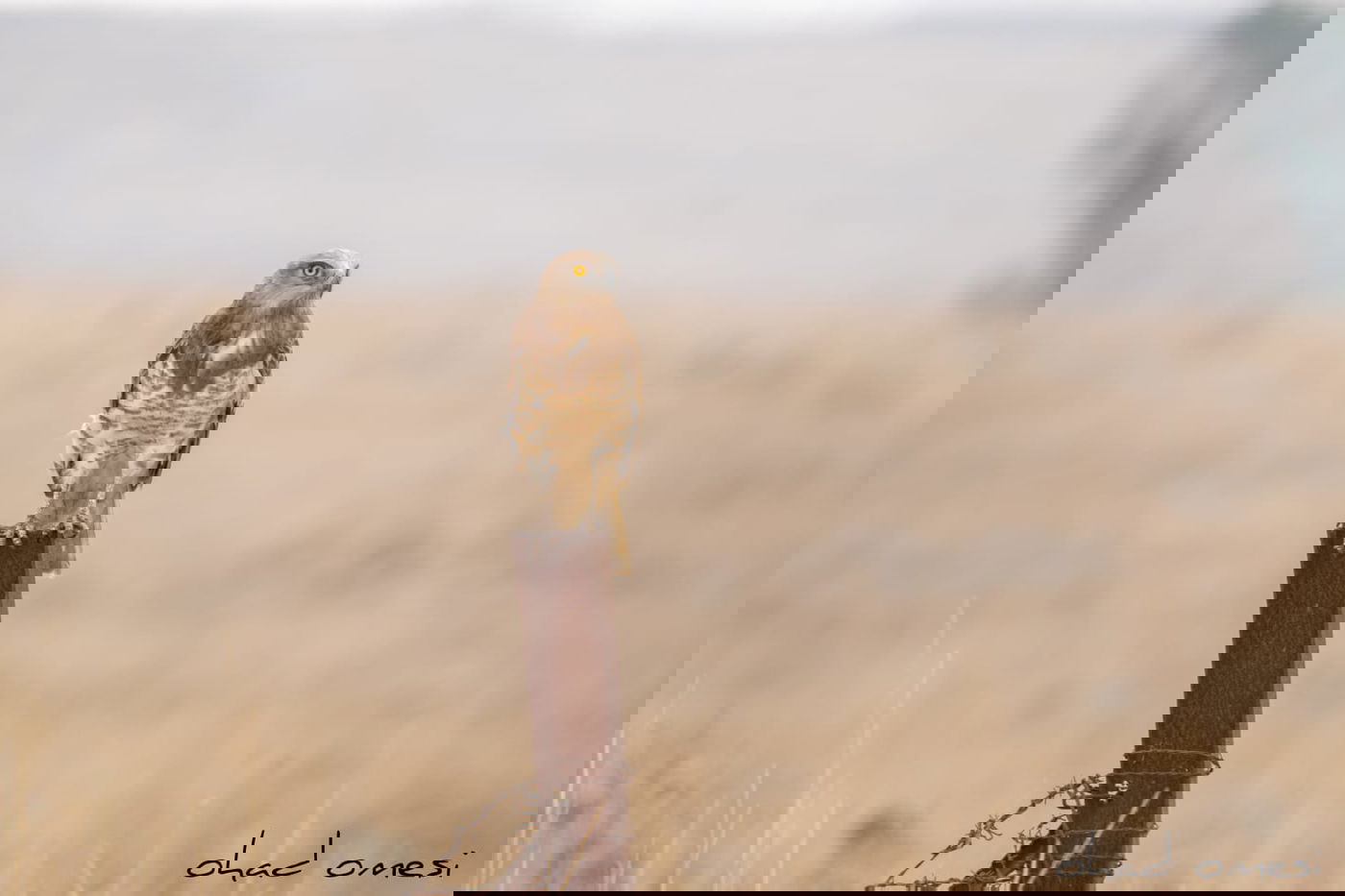 מרהיב: הציפורים והחיות במזרח רמת הגולן