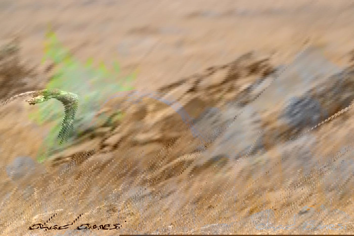 מרהיב: הציפורים והחיות במזרח רמת הגולן