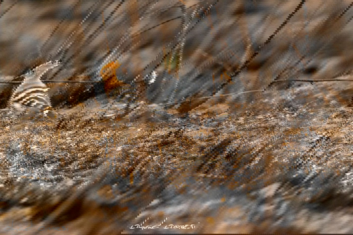 מרהיב: הציפורים והחיות במזרח רמת הגולן