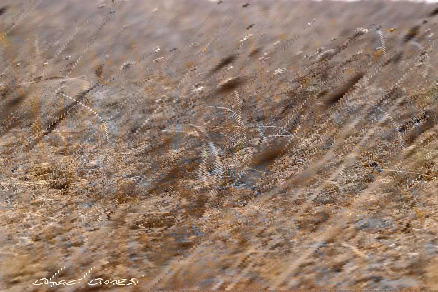 מרהיב: הציפורים והחיות במזרח רמת הגולן