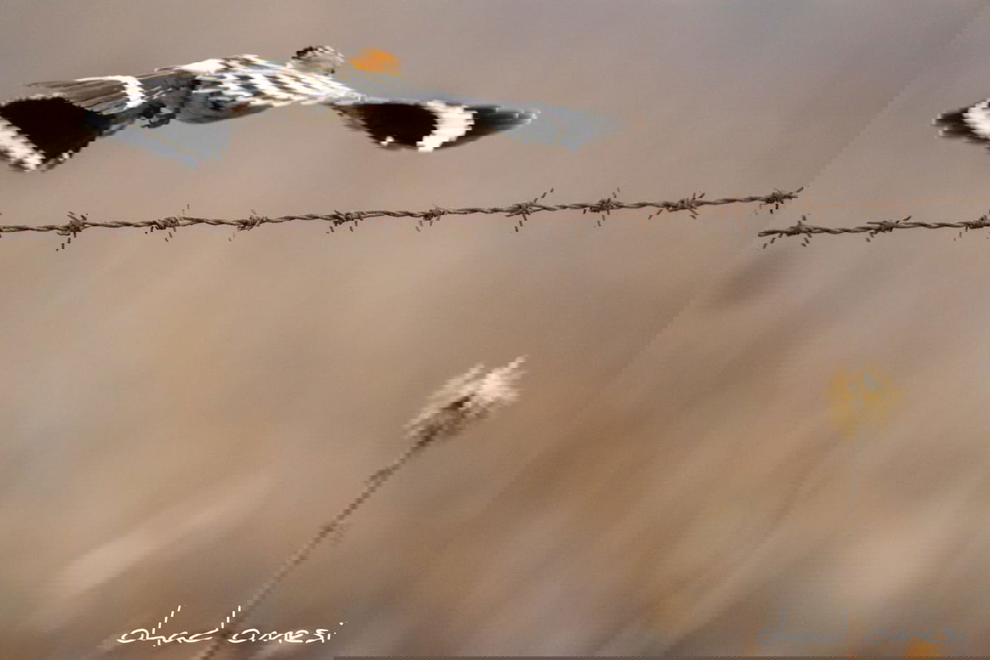 מרהיב: הציפורים והחיות במזרח רמת הגולן