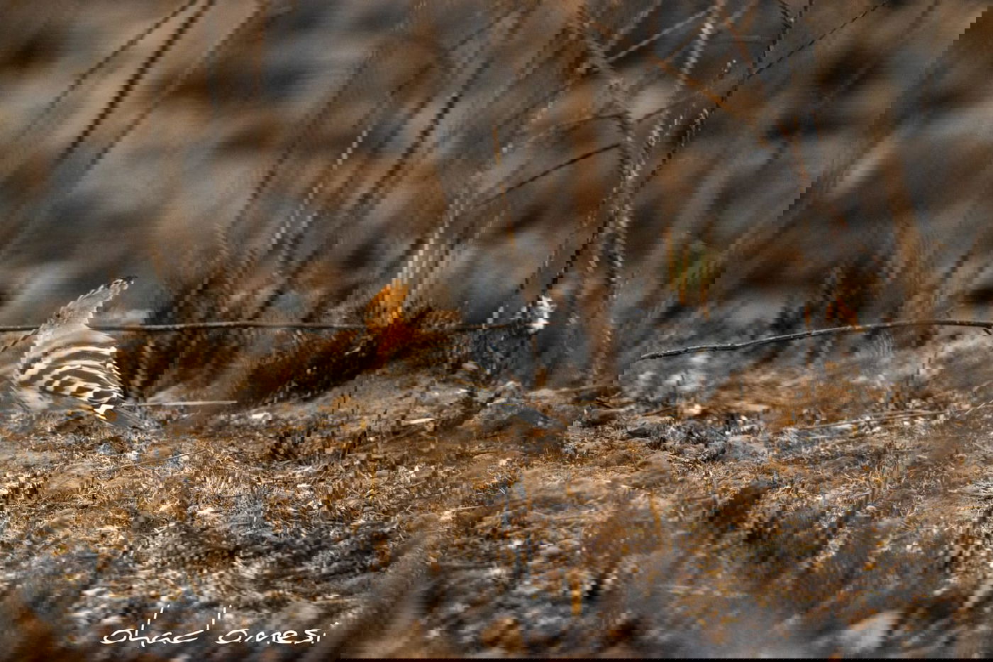 מרהיב: הציפורים והחיות במזרח רמת הגולן