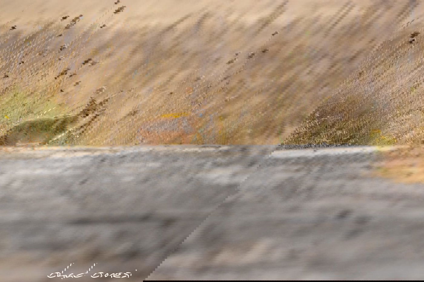 מרהיב: הציפורים והחיות במזרח רמת הגולן