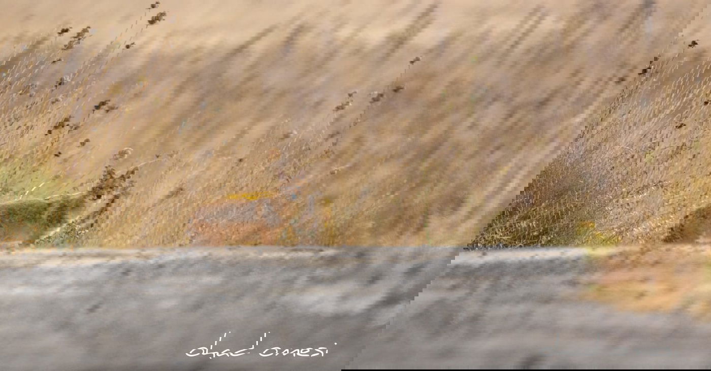 מרהיב: הציפורים והחיות במזרח רמת הגולן