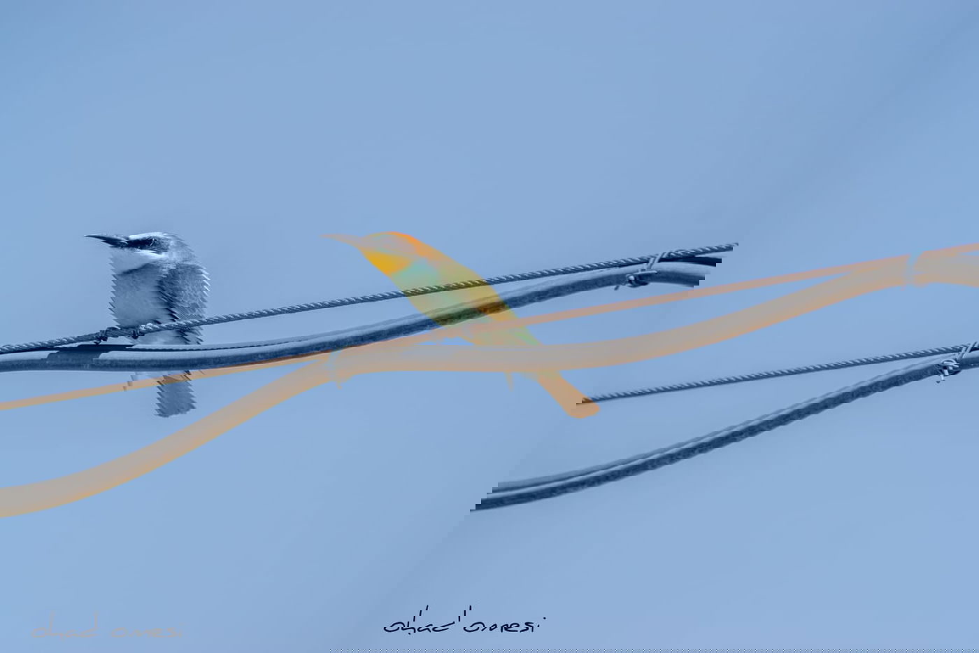 מרהיב: הציפורים והחיות במזרח רמת הגולן