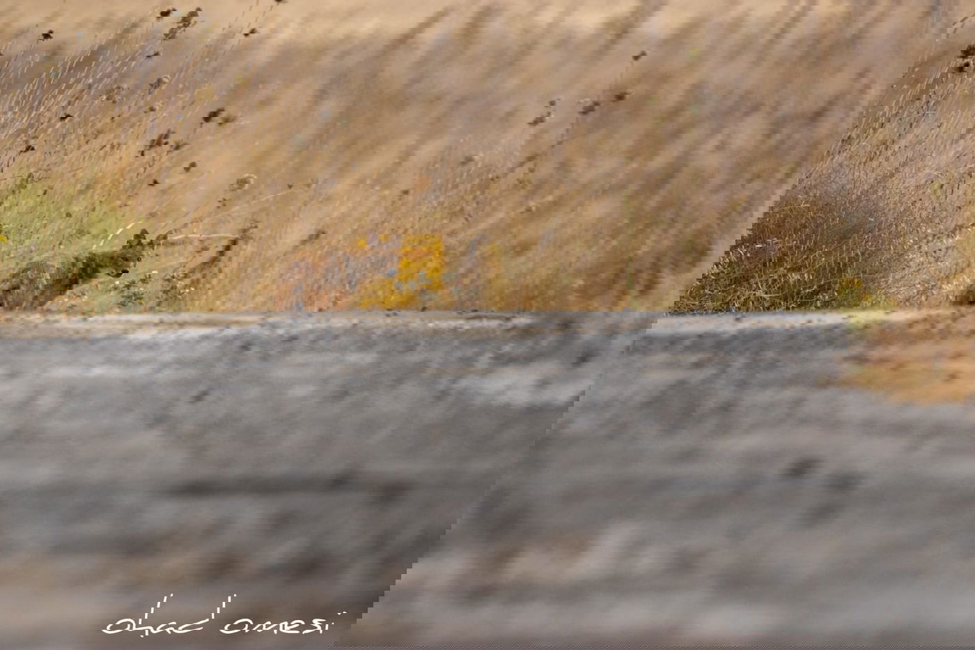 מרהיב: הציפורים והחיות במזרח רמת הגולן
