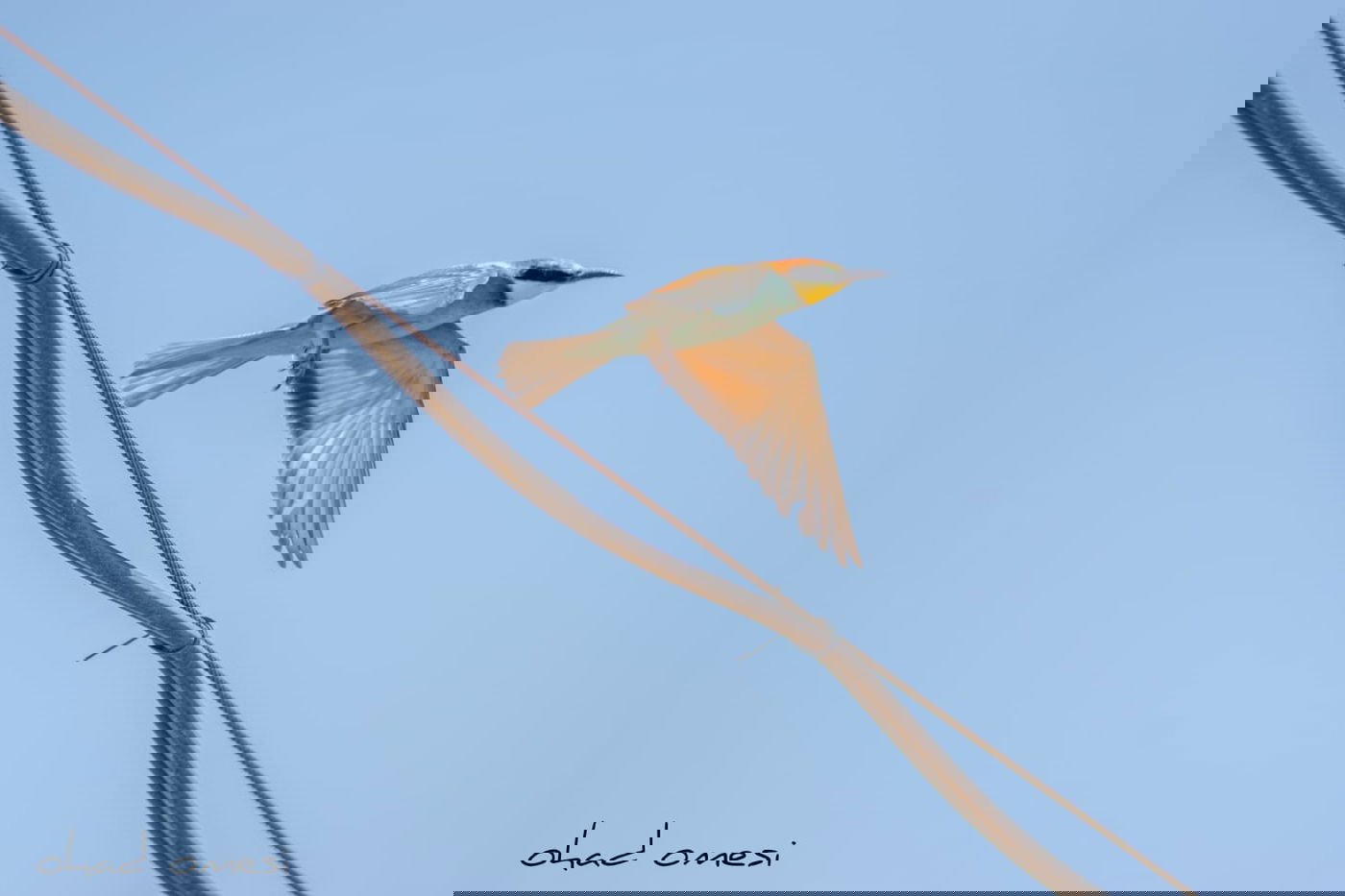 מרהיב: הציפורים והחיות במזרח רמת הגולן