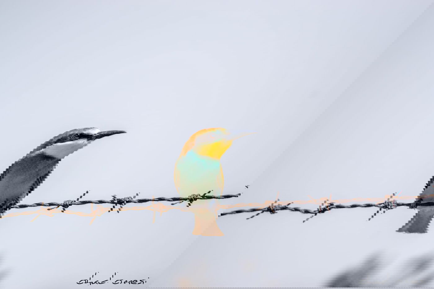 מרהיב: הציפורים והחיות במזרח רמת הגולן