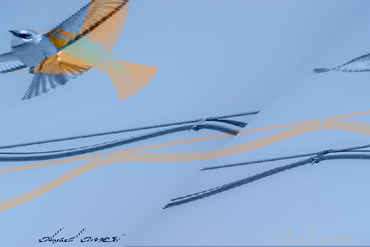 מרהיב: הציפורים והחיות במזרח רמת הגולן