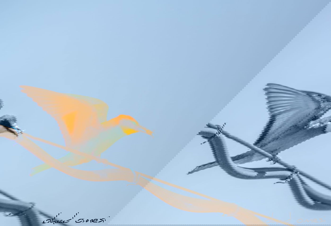 מרהיב: הציפורים והחיות במזרח רמת הגולן