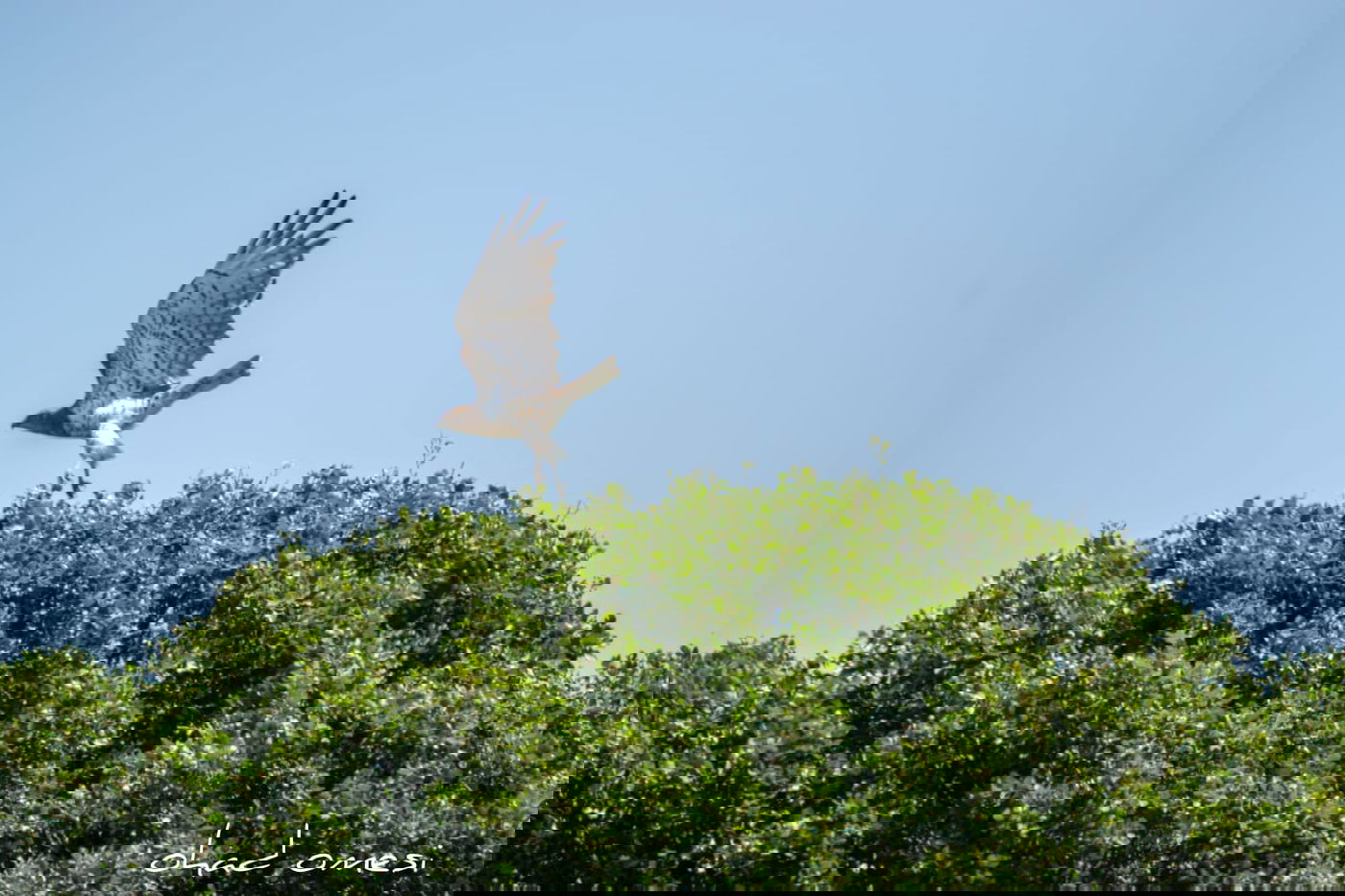 מָה רַבּוּ: הטבע המרהיב במרכז רמת הגולן