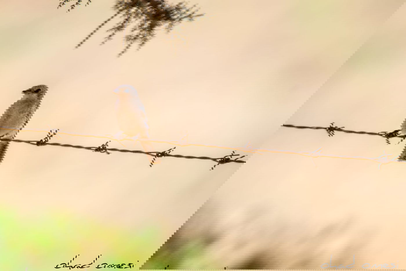 מָה רַבּוּ: הטבע המרהיב במרכז רמת הגולן