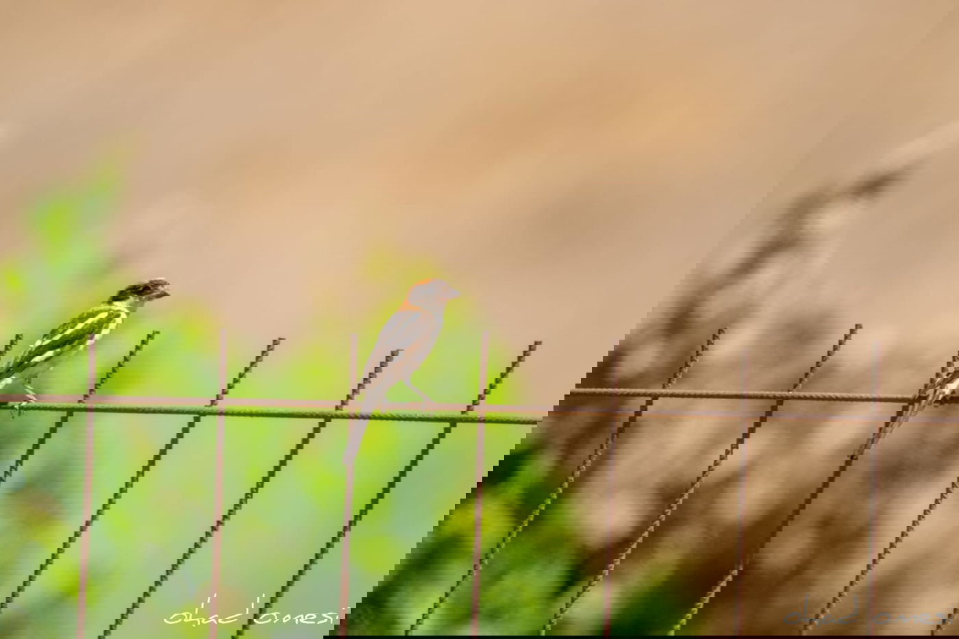 מָה רַבּוּ: הטבע המרהיב במרכז רמת הגולן