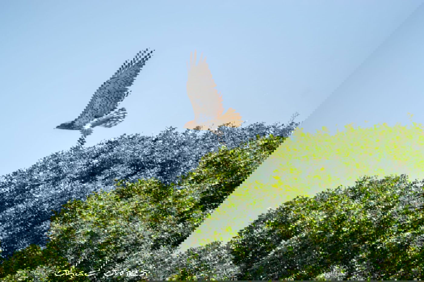 מָה רַבּוּ: הטבע המרהיב במרכז רמת הגולן