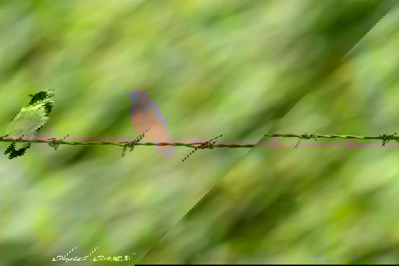 מָה רַבּוּ: הטבע המרהיב במרכז רמת הגולן