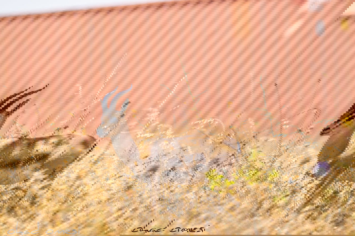 מָה רַבּוּ: הטבע המרהיב במרכז רמת הגולן