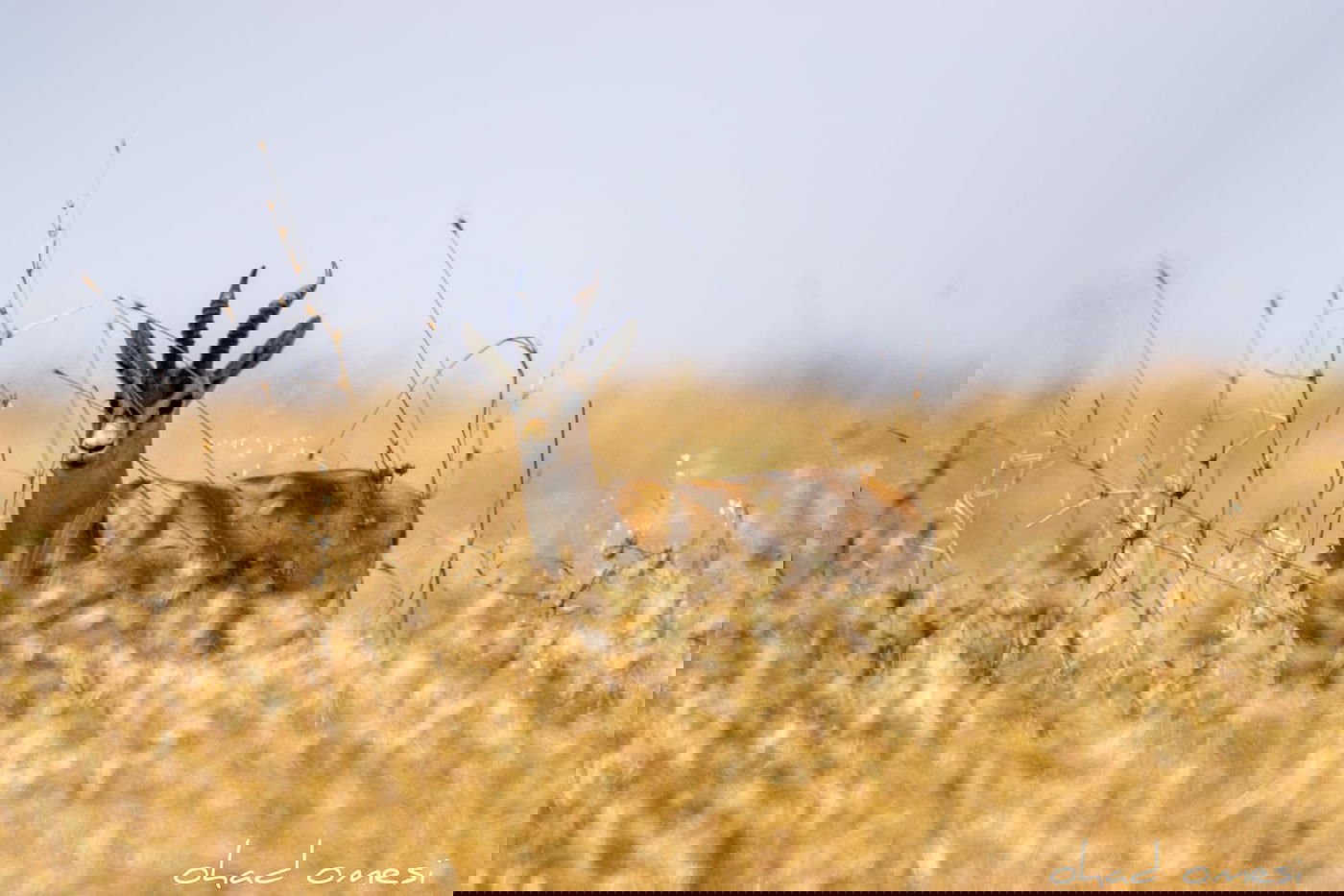מָה רַבּוּ: הטבע המרהיב במרכז רמת הגולן