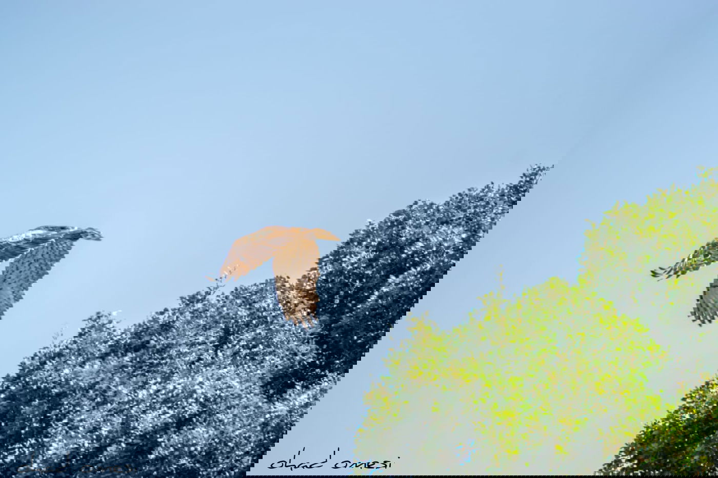 מָה רַבּוּ: הטבע המרהיב במרכז רמת הגולן