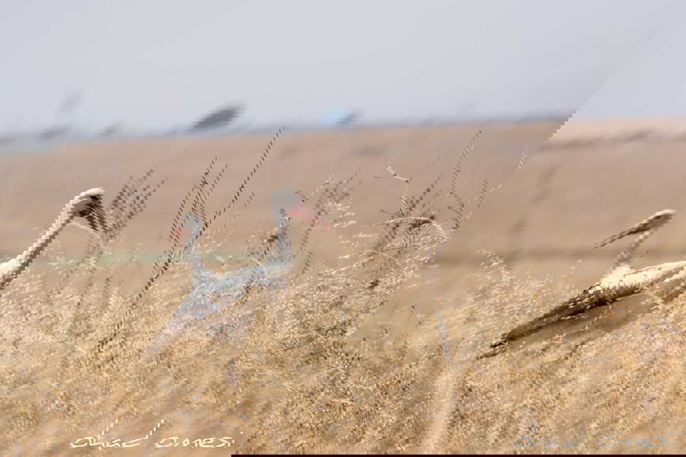 מָה רַבּוּ: הטבע המרהיב במרכז רמת הגולן