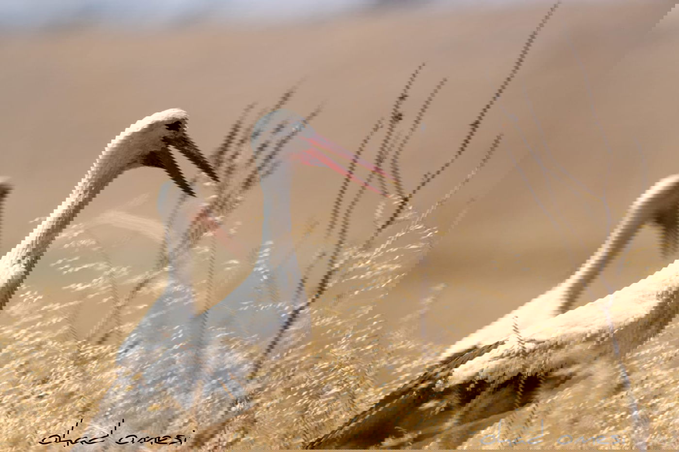 מָה רַבּוּ: הטבע המרהיב במרכז רמת הגולן