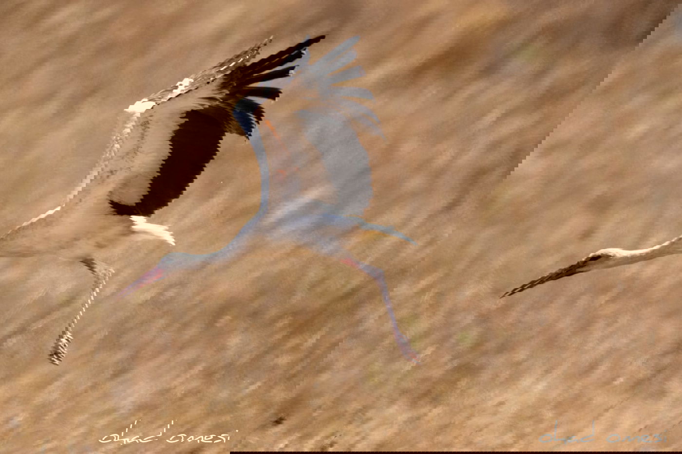 מָה רַבּוּ: הטבע המרהיב במרכז רמת הגולן