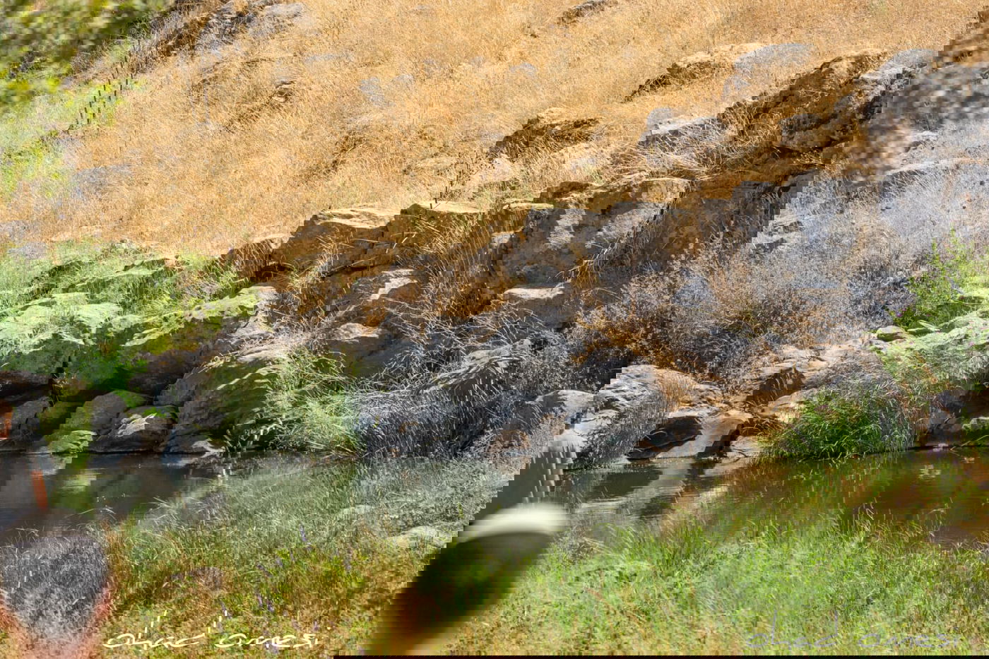 מָה רַבּוּ: הטבע המרהיב במרכז רמת הגולן