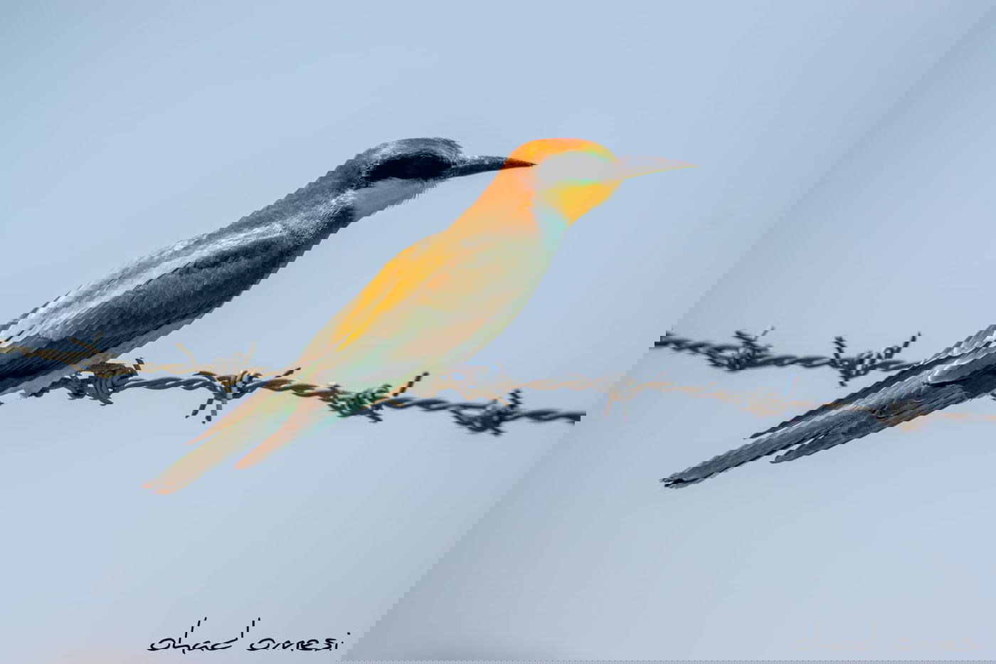 מָה רַבּוּ: הטבע המרהיב במרכז רמת הגולן