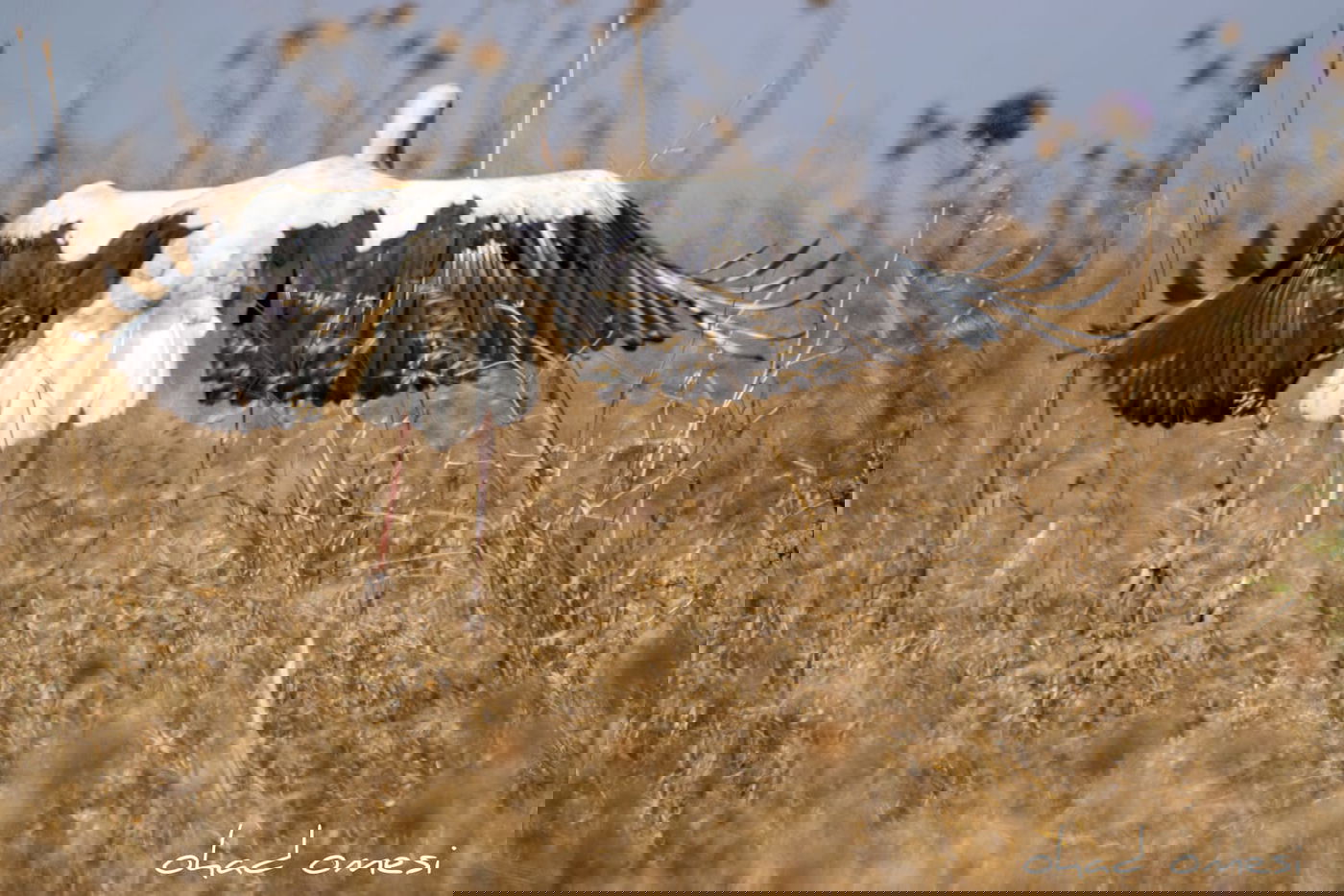 מָה רַבּוּ: הטבע המרהיב במרכז רמת הגולן