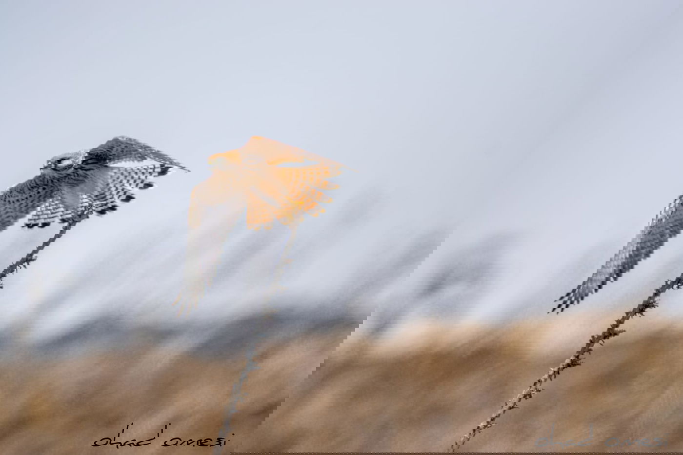 מָה רַבּוּ: הטבע המרהיב במרכז רמת הגולן