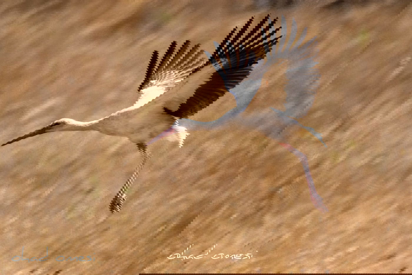 מָה רַבּוּ: הטבע המרהיב במרכז רמת הגולן