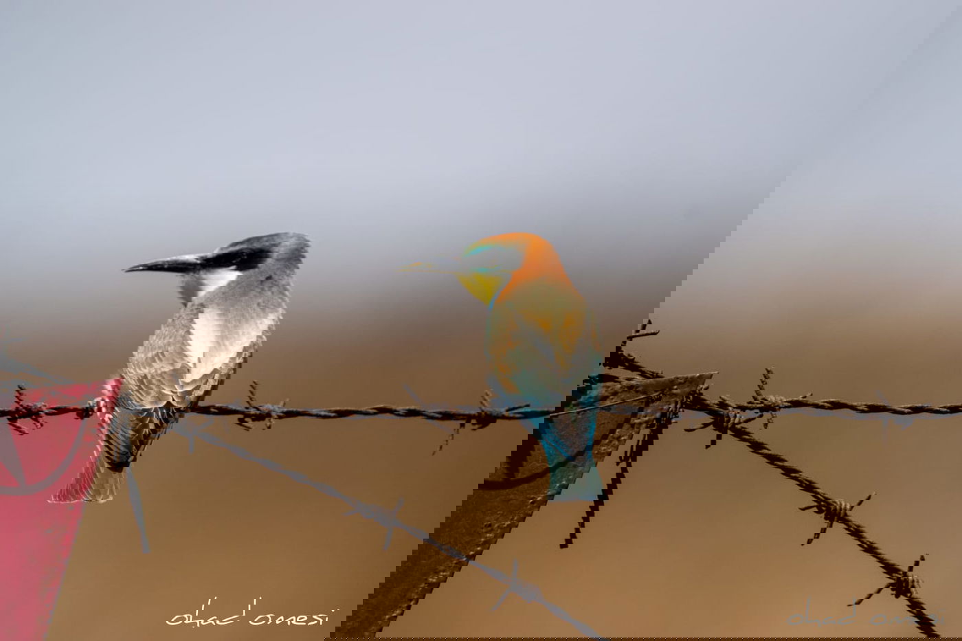 מָה רַבּוּ: הטבע המרהיב במרכז רמת הגולן