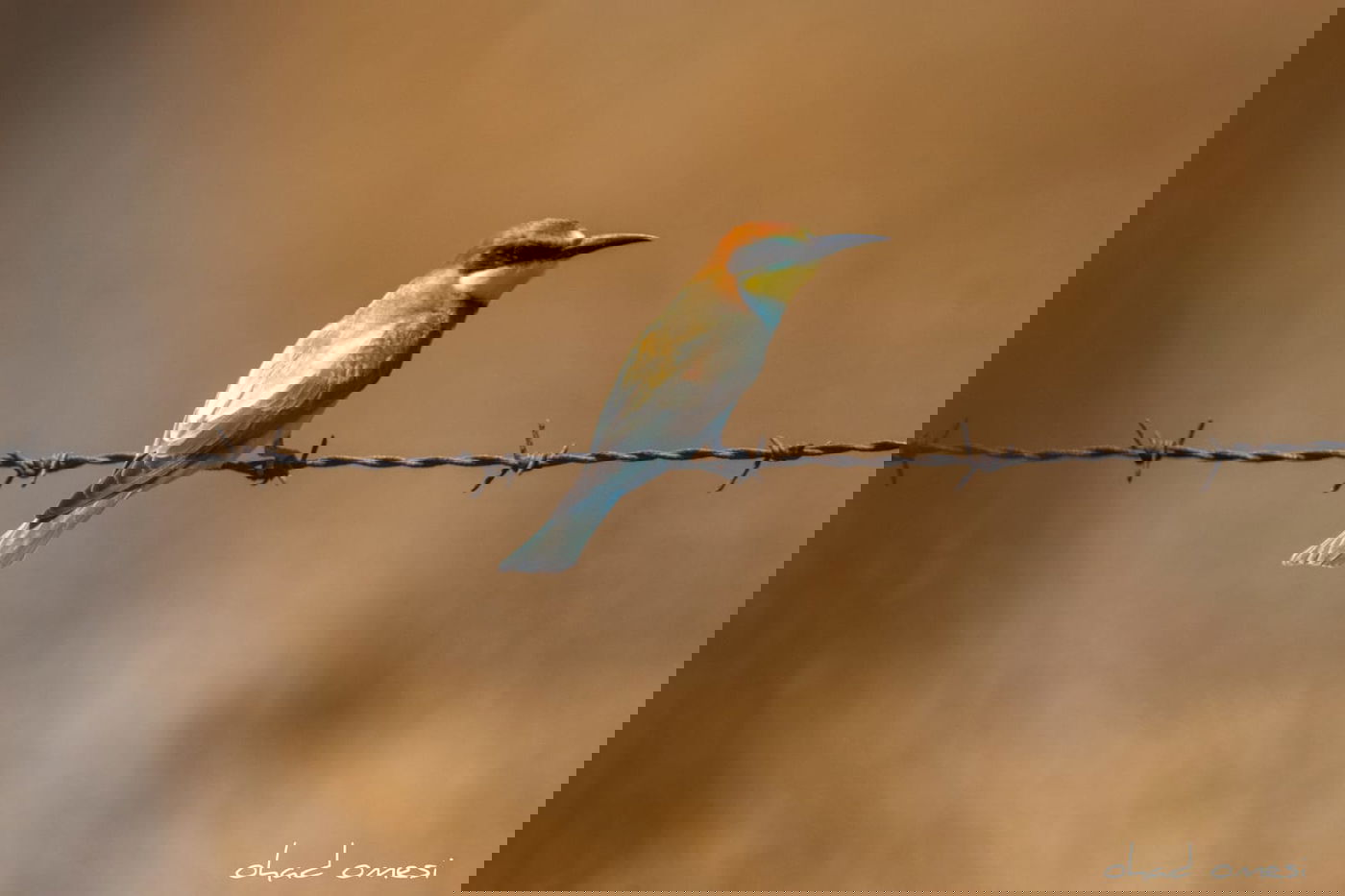 מָה רַבּוּ: הטבע המרהיב במרכז רמת הגולן